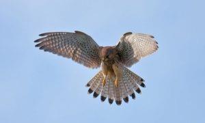 “Čiščenje” stebra Borovniškega viadukta 1